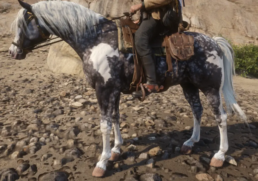 Missouri Fox Trotter with an Arabian face V1.0