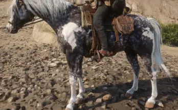 Missouri Fox Trotter with an Arabian face V1.0