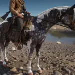 Missouri Fox Trotter with an Arabian face V1.0