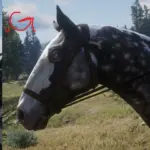 Missouri Fox Trotter with an Arabian face V1.0