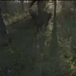 ProjectileCam - Arrows and more V1.0