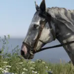 Gold Ship the racehorse