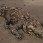HD Gators V1.0