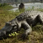 HD Gators V1.0