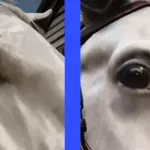 Horse Eye Wrinkle Removal V1.0