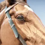 Horse Eye Wrinkle Removal V1.0